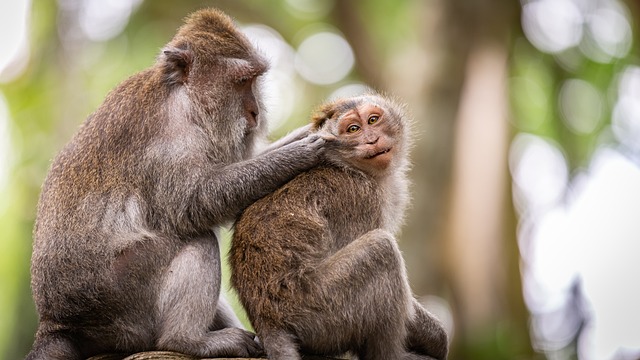 Monkey Forest Apen Aap Indonesië