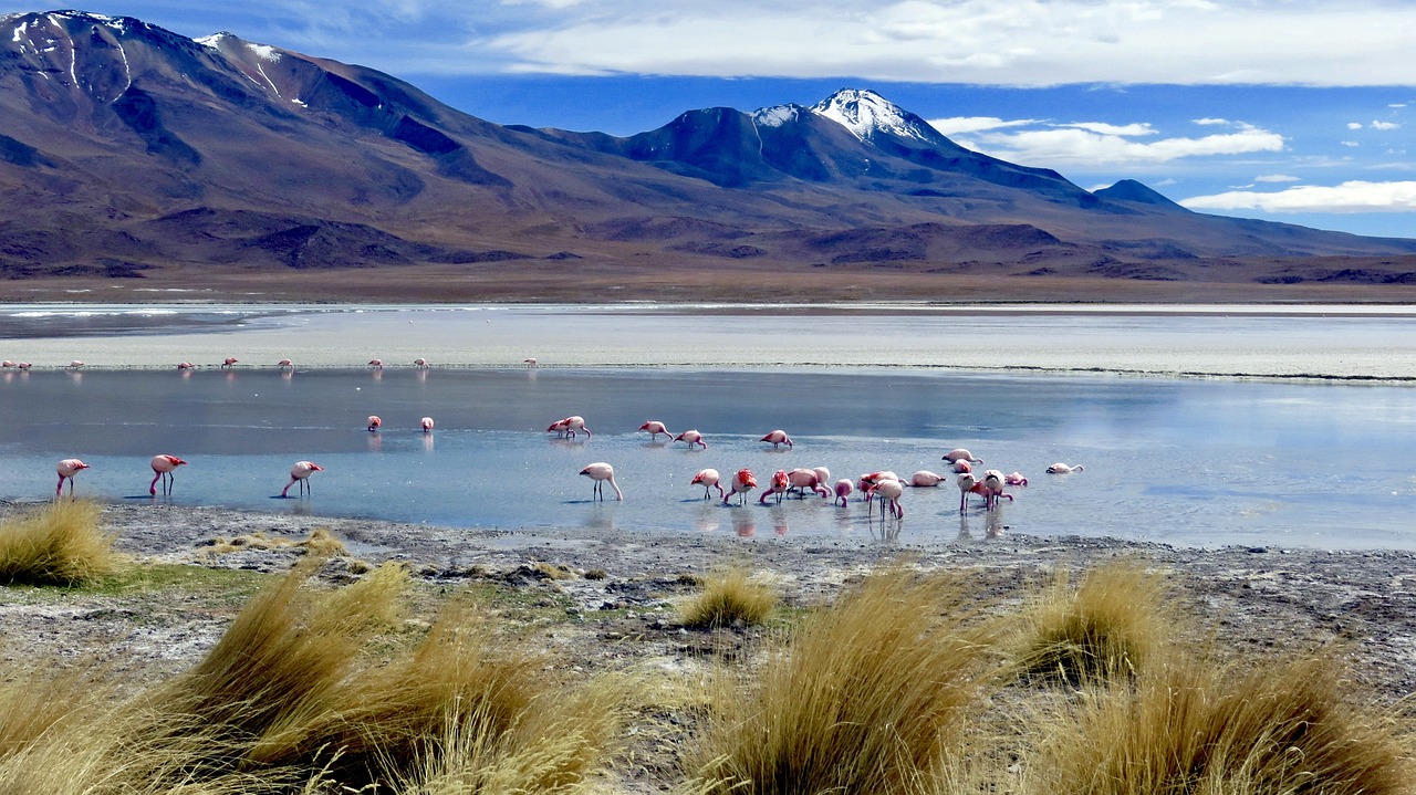 Laguna Colorada Bolivia Flamingo