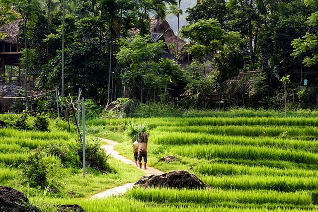 Pu Luong Vietnam trekking