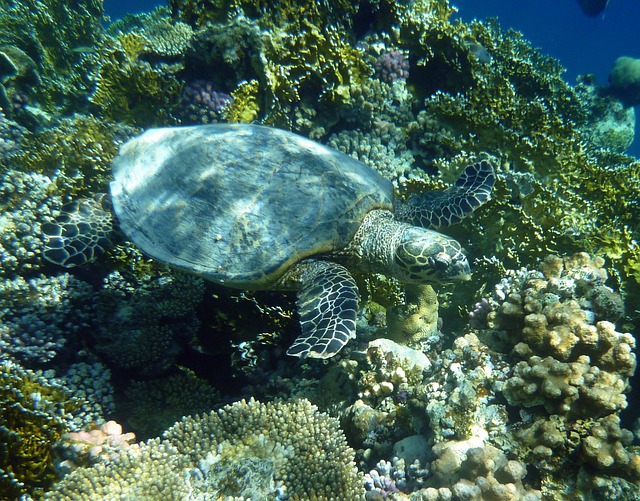 Great Barrier Reef duiken snorkelen Australië