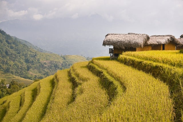 rijstterrassen Vietnam Su Pan Trekking