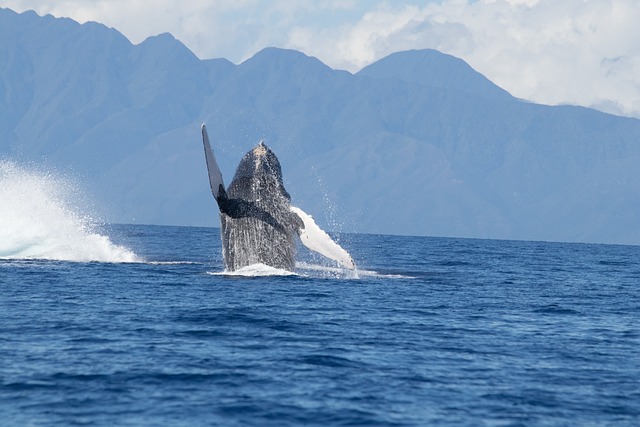 Walvis Australië Rondreis