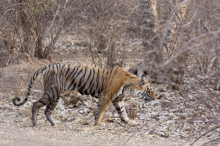 Tiger India