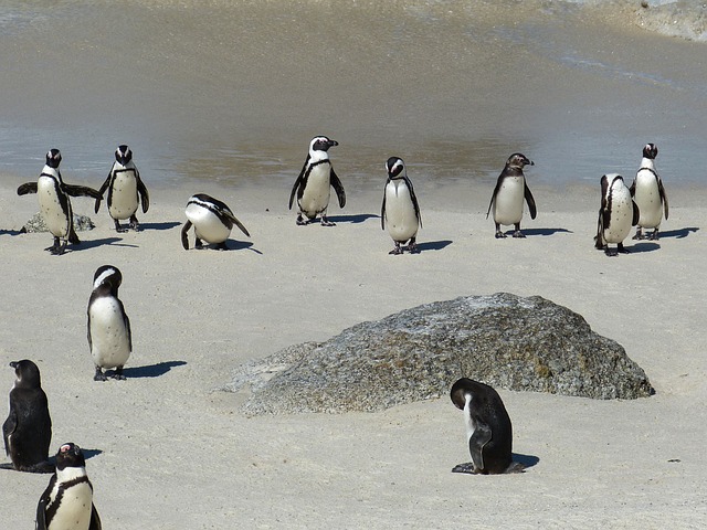 Kaap de goede hoop Zuid-Afrika vakantie