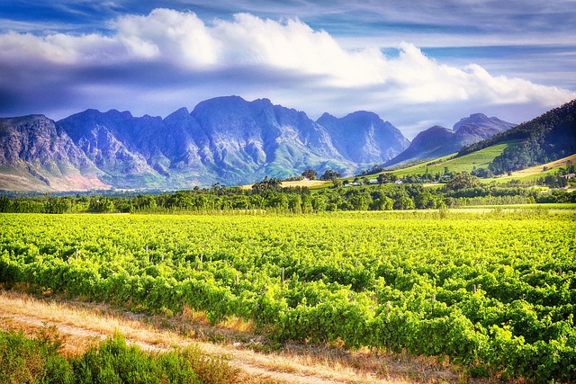 Stellenbosch Zuid Afrika Maatwerkreizen