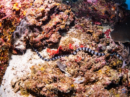 Thailand LiveaBoard Duiken Andamanse Zee Maatwerkreizen ThailandAggressor
