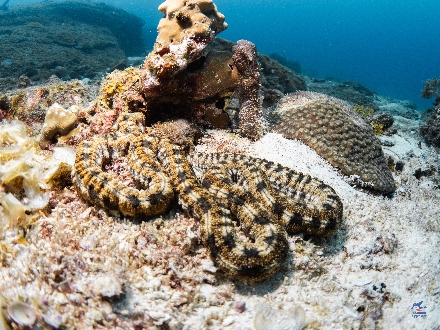 Thailand LiveaBoard Duiken Andamanse Zee Maatwerkreizen ThailandAggressor