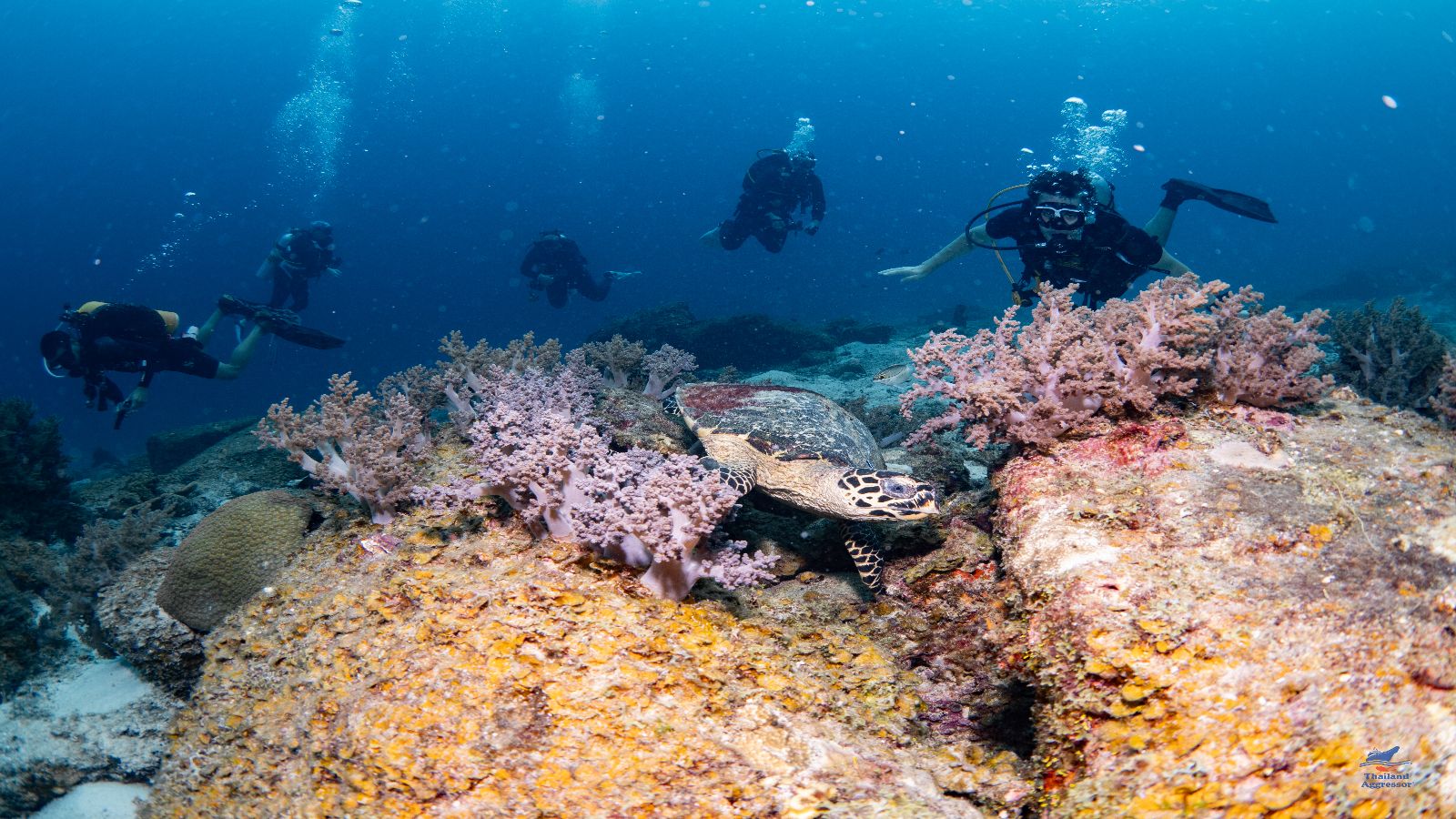 Thailand LiveaBoard Duiken Phuket Maatwerkreizen