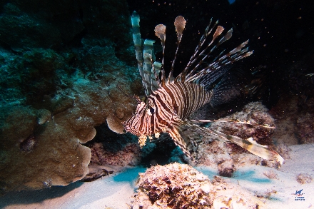 Thailand LiveaBoard Duiken Andamanse Zee Maatwerkreizen ThailandAggressor