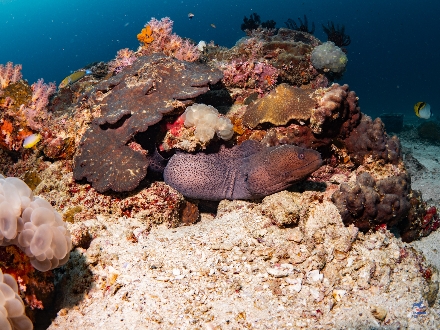 Thailand LiveaBoard Duiken Andamanse Zee Maatwerkreizen ThailandAggressor