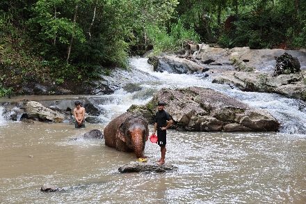 Elephant Freedom Village Olifanten Thailand