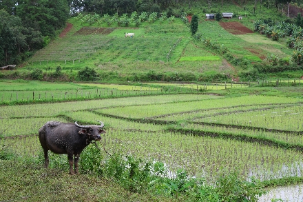 Elephant Freedom Village Olifanten Thailand