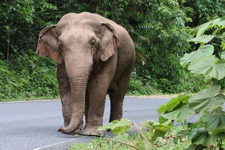Thailand Rondreis Maatwerkreizen Selfdrive Olifant Safari Wildlife