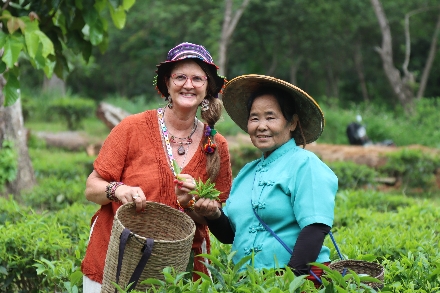 Theeplantage Thailand