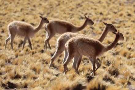 Chili Atacama woestijn Rondreis San Pedro