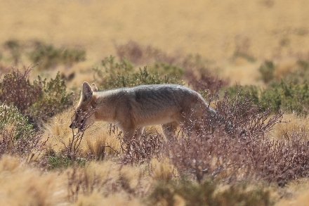 Chili Atacama woestijn Rondreis San Pedro Lagunas
