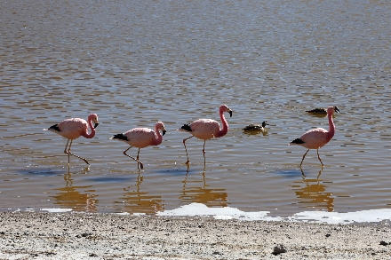 Chili Atacama woestijn Rondreis San Pedro