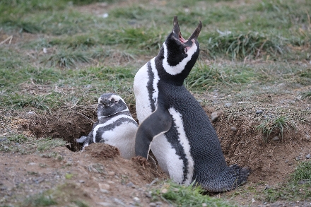 Patagonië Chili Argentinië Pinguïns