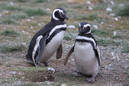 Chili Rondreis Patagonie Isla Magdalena