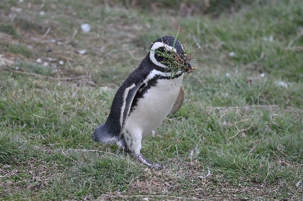 Chili Rondreis Patagonie Isla Magdalena Punta Arenas