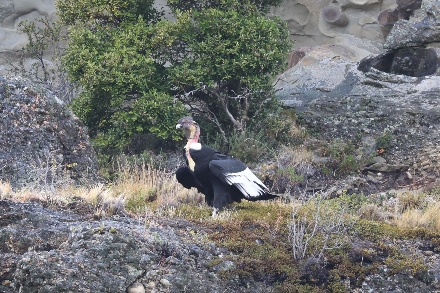 Chili Rondreis Patagonie Puerto Natales
