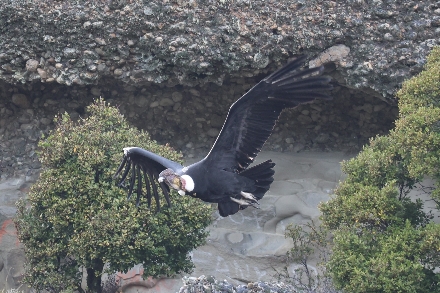 Chili Rondreis Patagonie Torres del Paine Watervallen Selfdrive Punta Arenas Condor