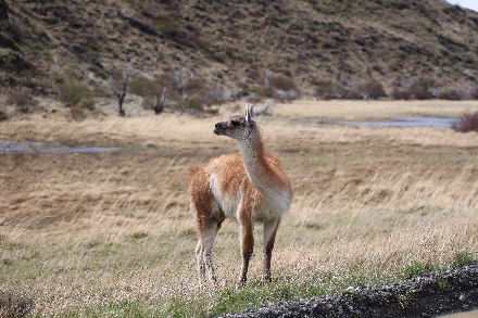 Rondreis Chili Argentinië Maatwerkreizen Torres del Paine