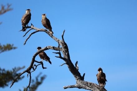 Argentinië Patagonië El Chalten El Calafte Rondreis hiken gletjers watervallen