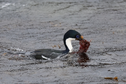 Argentinië Patagonië Ushuaia Tierra del Fuego