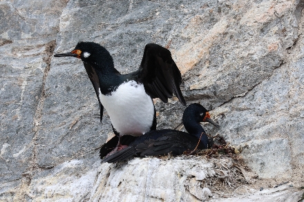 Argentinië Patagonië Ushuaia Tierra del Fuego