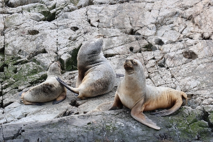 Argentinië Patagonië Ushuaia Tierra del Fuego