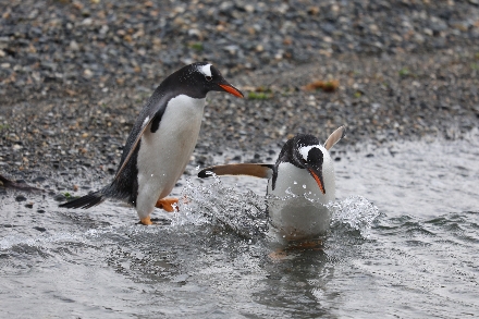 Argentinië Patagonië Ushuaia Tierra del Fuego