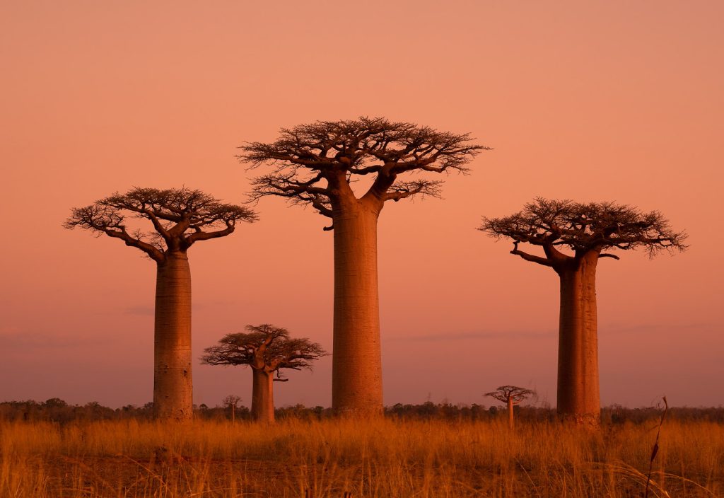 Madagaskar Afrika Africa Rondreis maatwerkreizen