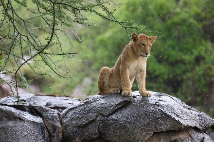 Tanzania Afrika Rondreis Serengeti Maasai Tarangire Familiereis Safari Ngorongoro
